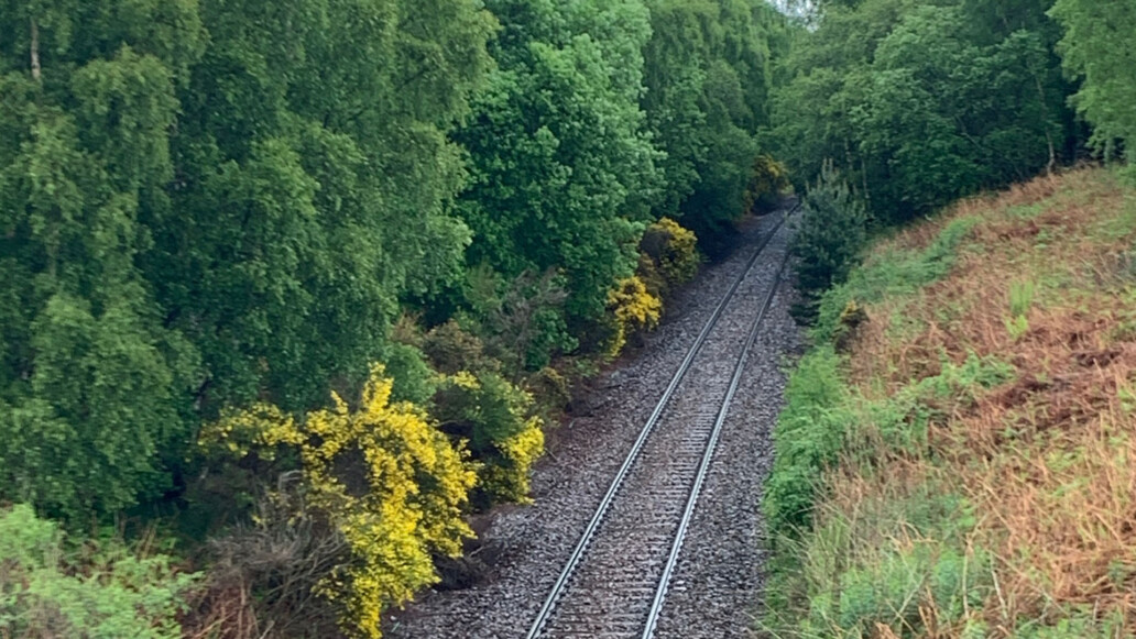 Vegetation Management